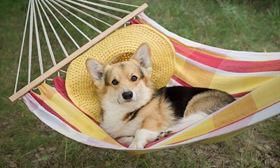 How to train your dog for hammock camping