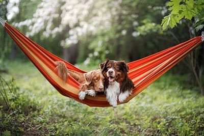 gearing up for hammock camping with your dog